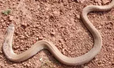 ജോലിക്കിടെ വിശ്രമിച്ച മധ്യവയസ്കന്റെ കഴുത്തിൽ തണുപ്പ് അനുഭവപ്പെട്ടു; ഞെട്ടി എഴുന്നേറ്റപ്പോൾ കഴുത്തിൽ മൂർഖൻ പാമ്പ്; തിരുവനന്തപുരത്ത് തൊഴിലുറപ്പ് തൊഴിലാളി രക്ഷപ്പെട്ടത് അത്ഭുതകരമായി