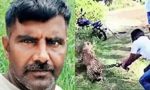 കെണിയൊരുക്കിയിട്ടും കാര്യമുണ്ടായില്ല; പുള്ളിപ്പുലിയെ വാലിൽ പിടിച്ച് കറക്കിയെടുത്ത് യുവാവ്; വലകൊണ്ട് കെണിയിലാക്കി യുവാവ്; ഗ്രാമ വാസികൾക്ക് രക്ഷകനായ യുവാവിന് കയ്യടി