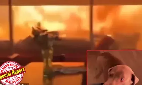 നിനക്കൊന്നും സംഭവിക്കില്ല, പേടിക്കേണ്ടാട്ടോ: സ്വന്തം ജീവന്‍ അപകടത്തിലായിരിക്കുമ്പോഴും നായയെ ആശ്വസിപ്പിക്കുന്ന യജമാനന്‍; വീടിന് ചുറ്റും വിഴുങ്ങുന്ന വന്‍കാട്ടുതീ; ലോസ് ഏഞ്ചല്‍സിലെ വസതിയില്‍ കുടുങ്ങി കിടക്കുന്ന മൂവരുടെ നടുക്കുന്ന ദൃശ്യങ്ങള്‍ പുറത്ത്; അമേരിക്കക്കാരുടെ ഉറക്കം കെടുത്തി കാട്ടുതീ