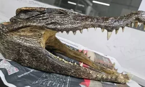 സംശയം തോന്നി യാത്രക്കാരന്റെ ബാഗ് പരിശോധിച്ചു; കസ്റ്റംസ് കണ്ടെടുത്തത് മുതലയുടെ തലയോട്ടി; കനേഡിയൻ പൗരൻ ദില്ലി വിമാനത്താവളത്തിൽ പിടിയിൽ; കുടുങ്ങിയത് തലയോട്ടി വിദേശത്തേക്ക് കടത്താൻ ശ്രമിക്കവെ