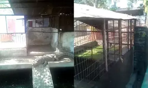 മധ്യപ്രദേശ് മുൻ ബിജെപി എംഎൽഎയുടെ വീട്ടിൽ ആദായനികുതി വകുപ്പ് റെയ്‌ഡ്‌; കണ്ടെടുത്തത് സ്വർണം, ഇറക്കുമതി ചെയ്ത കാറുകൾ, കോടിക്കണക്കിന് പണം, മൂന്ന് മുതലകളും; കണ്ടെത്തിയത് കോടികളുടെ നികുതി വെട്ടിപ്പ്