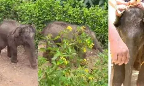 കൂട്ടംതെറ്റി വയനാട് മുള്ളന്‍കൊല്ലി ഭാഗത്തെത്തിയ കാട്ടാനക്കുട്ടിയെ വനം വകുപ്പ് പിടികൂടി; ഇടതു കാലിന് പരിക്കേറ്റ കുട്ടിയാനയെ മുത്തങ്ങയിലെ ആനപ്പന്തിയിലേക്ക് മാറ്റിയേക്കും