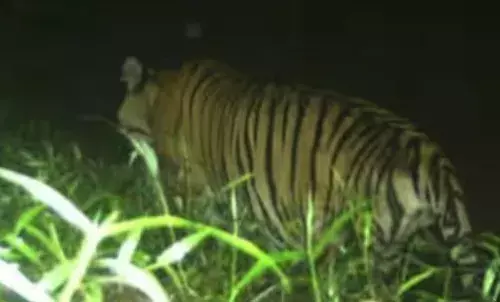 കടുവ ഭീതിയിൽ പുൽപ്പള്ളി; വീണ്ടും വളർത്തുമൃഗത്തെ ആക്രമിച്ച് കൊന്നു; പുറത്തിറങ്ങാൻ പേടിച്ച് ആളുകൾ; പ്രദേശത്ത് ഇന്ന് സ്കൂളുകൾക്ക് അവധി; പ്രതിഷേധം ശക്തം