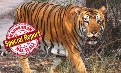 വീണ്ടും കടുവാഭീതിയില്‍ പുല്‍പ്പള്ളി;  ഒരാടിനെ കൂടി കൊന്നു; വീട്ടുകാര്‍ ബഹളം വച്ചപ്പോള്‍ ആടിനെ ഉപേക്ഷിച്ച് കടന്നു കടുവ ഉള്ളത് കാപ്പിത്തോട്ടത്തില്‍; മയക്കുവെടി വെക്കാന്‍ ഒരുങ്ങി വനംവകുപ്പ്; തുറസ്സായ സ്ഥലത്ത് കടുവ എത്തിയാല്‍ ദൗത്യത്തിലേക്ക് കടക്കാന്‍ അധികൃതര്‍