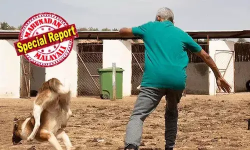 ലോകകപ്പ് ഫുട്ബോളിന് വേദിയാകുന്ന മൊറോക്കോയില്‍ കൊന്നൊടുക്കുന്നത് 30 ലക്ഷം തെരുവ് നായ്ക്കളെ! തെരുവുകള്‍ വൃത്തിയാക്കുന്നതിന്റെ ഭാഗമെന്ന് വിശദീകരണം; തീരുമാനത്തിനെതിരെ പ്രതിഷേധവുമായി മൃഗസ്‌നേഹികള്‍