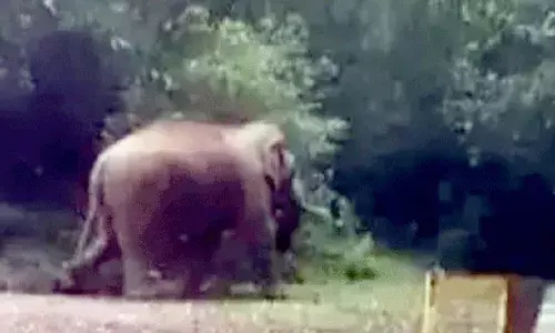 നിലമ്പൂരില്‍ വീണ്ടും കാട്ടാന ആക്രമണത്തില്‍ ആദിവാസി സ്ത്രീ കൊല്ലപ്പെട്ടു; സരോജിനിയെ കാട്ടാന ആക്രമിച്ചത് പോത്തിനെ മേയ്ക്കാന്‍ കാട്ടില്‍ പോയപ്പോള്‍; ഗുരുതര പരിക്കുകളോടെ ആശുപത്രിയില്‍ എത്തിച്ചപ്പോഴേക്കും മരിച്ചു