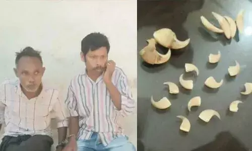 വില്‍പനയ്ക്കായി ഇരുചക്ര വാഹനത്തില്‍ എത്തിക്കുന്നതിനിടയില്‍ ഫോറസ്റ്റ് ഇന്റലിജന്‍സ് പരിശോധന; 12 പുലിനഖം, രണ്ട് കടുവ നഖം, നാല് പുലിപ്പല്ലുമായി വനംവകുപ്പ് ജീവനക്കാര്‍ പിടിയില്‍