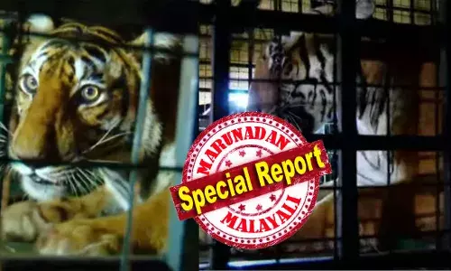 പത്ത് ദിവസം കൊണ്ട് കൊന്ന് തിന്നത് അഞ്ച് ആടുകളെ; മട്ടന്‍ കഴിക്കാന്‍ ഇഷ്ടപ്പെട്ട കടുവ! മട്ടണ്‍ പ്രിയം തിരിച്ചറിഞ്ഞ് ആട്ടിന്‍ കൂടിന്റെ രൂപത്തില്‍ കെണിയൊരുക്കി; ഇഷ്ട ഭക്ഷണമെന്ന് കരുതി കയറിയത് വനംവകുപ്പ് കൂട്ടില്‍; പുല്‍പ്പള്ളിയ്ക്ക് ആശ്വാസമായി കടുവയുടെ കുടുങ്ങല്‍; ഒരു നാടിന്റെ ഭീതി അകലുമ്പോള്‍