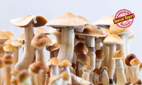 മാജിക്ക് മഷ്റും ഫംഗസെങ്കില്‍ കഞ്ചാവ് വെറുമൊരു ചെടിയല്ലേ? മഷ്റൂമല്ല രാസഘടകമായ സൈലോസൈബിനാണ് ലഹരി; കോടതി പറഞ്ഞത് മഷ്റൂമിന്റെ മൊത്തം തൂക്കം രാസഘടകത്തിന്റെ തൂക്കമായി കണക്കാനാവില്ലെന്ന്; മാജിക്ക് മഷ്റൂം നിരോധിത ലഹരി വസ്തുവല്ലെന്നത് തെറ്റായ വാര്‍ത്ത