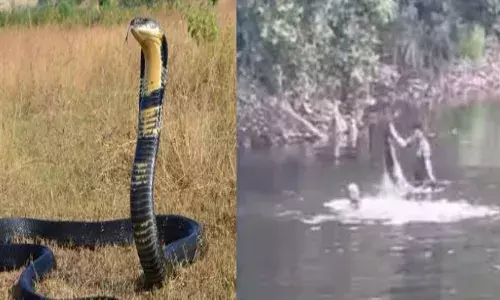 കുളിക്കടവിൽ രാജവെമ്പാലയുടെ തേർവാഴ്ച; വെള്ളത്തിൽ ഇറങ്ങാൻ പേടിച്ച് നാട്ടുകാർ; അടുത്താൽ ചീറ്റിയൊടിക്കും; നേരിൽ കണ്ട ഫോറസ്റ്റ് സ്ട്രെക്കിങ് ഫോഴ്സ് ചെയ്തത്