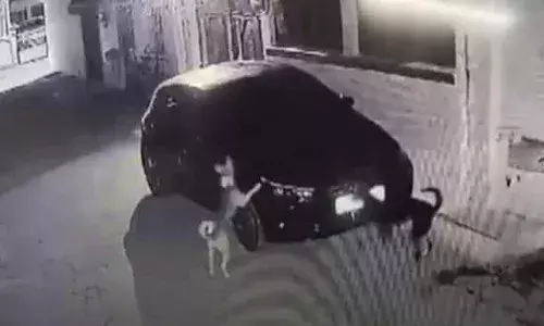 പക അത് വീട്ടാന്‍ ഉള്ളതാണ്; ഇടിച്ചിട്ട ശേഷം നിര്‍ത്താതെ പോയ കാറിനോട് പ്രതികാരം വീട്ടി തെരുവ് നായ; കല്യാണത്തിന് പോയി തിരികെ വന്ന കുടുംബത്തിന്റെ കാറില്‍ നഖം കൊണ്ട് പോറല്‍ എല്‍പ്പിച്ച് നായ; കൊടുത്തത് 15,000 രൂപയുടെ പണി