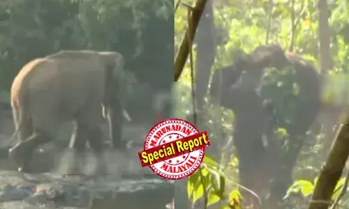 അതിരപ്പിള്ളി വനമേഖലയില്‍ മസ്തകത്തില്‍ മുറിവേറ്റ കാട്ടാനയെ മയക്കുവെടി വച്ചു; വെടികൊണ്ടില്ലെന്ന് സൂചന; ഉള്‍വനത്തിലേക്ക് ആന നീങ്ങിയതോടെ പിന്തുടര്‍ന്ന് ദൗത്യസംഘം; മയക്കിയ ശേഷം ചികിത്സ നല്‍കാന്‍ നീക്കം