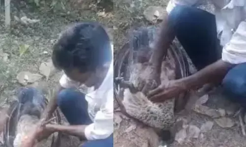 നല്ല ഹൃദയത്തിന് നന്ദി...; ട്രാൻസ്ഫോർമറിൽ നിന്ന് ഷോക്കേറ്റ് വീണ് മയിൽ; സിപിആർ നൽകി ജീവൻ രക്ഷിക്കാൻ ശ്രമിച്ചെങ്കിലും ഒടുവിൽ അന്ത്യം