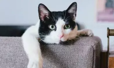 ഒരു ചെറിയ കൈയബദ്ധം നാറ്റിക്കരുത്..; തന്റെ കുഞ്ഞിപ്പൂച്ചയുടെ അമിത സ്നേഹപ്രകടനം എല്ലാം നഷ്ടപ്പെടുത്തി; ചൈനീസ് യുവതിയുടെ ജോലി തെറിച്ചത് ഇങ്ങനെ; പൂച്ച സർ ആളൊരു കില്ലാഡി തന്നെ!