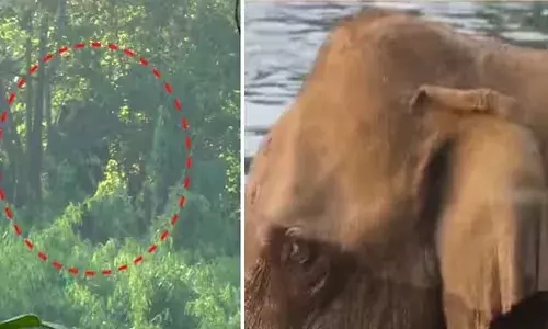 മസ്തകത്തിന് പരിക്കേറ്റ കാട്ടാനയെ കണ്ടെത്തി മയക്കുവെടിവെച്ചു; ആനയെ മയക്കു വെടിവെക്കാനായത് രക്ഷാ ദൗത്യത്തിന്റെ മൂന്നാം ദിനം: ദൗത്യ സംഘത്തിന് നേരെ പാഞ്ഞടുത്ത് കാട്ടാന