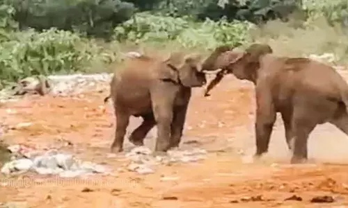 നാട്ടിലിറങ്ങി ഭയം വിതച്ച് കാട്ടാനകള്‍; പടയപ്പയുടെ ആക്രമണത്തില്‍ നിന്ന് കുടുംബം രക്ഷപ്പെട്ടത് തലനാരിഴയ്ക്ക്:  കല്ലാറിലെ മാലിന്യസംസ്‌കരണ കേന്ദ്രത്തിന് മുന്നില്‍ ഏറ്റുമുട്ടി ഒറ്റക്കൊമ്പനും മറ്റൊരു കാട്ടാനയും