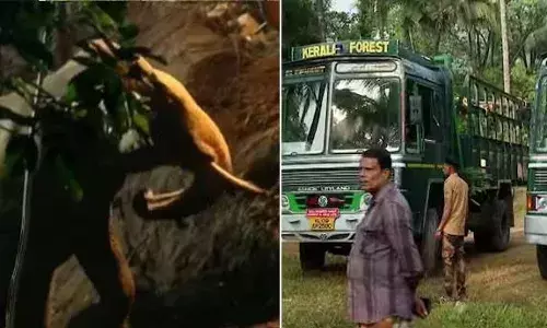 ഊര്‍ങ്ങാട്ടിരിയില്‍ കിണറ്റില്‍ നിന്നു കരകയറ്റിയ കാട്ടാനയെ ഉള്‍ക്കാട്ടിലേക്ക് തുരത്തി; കാട്ടിലേക്ക് ആനയെ കയറ്റിയത് കുങ്കിയാനകള്‍