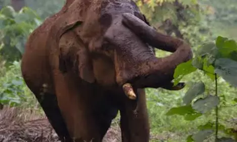 അതിരപ്പിള്ളിയിൽ മസ്തകത്തിൽ പരിക്കേറ്റ നിലയിൽ മറ്റൊരു കാട്ടാനയെ കൂടി കണ്ടെത്തി; ആനകൾ തമ്മിൽ കൊമ്പു കോർത്തപ്പോൾ ഉണ്ടായ മുറിവെന്ന് സംശയം; ചിത്രങ്ങൾ വൈറൽ