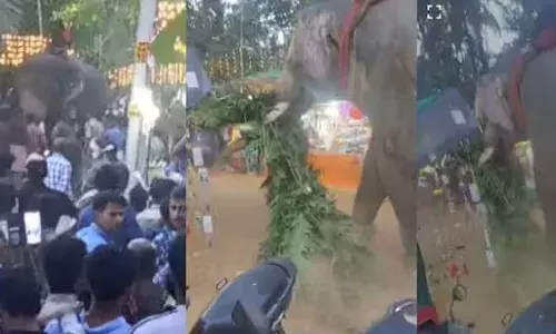 കുന്നംകുളം കാവിലക്കാട് പൂരത്തിനിടെ രണ്ടുതവണ ആന ഇടഞ്ഞു; അഞ്ച് പേര്‍ക്ക് പരിക്ക്