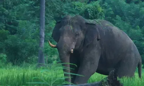 പാലക്കാട് അട്ടപ്പാടിയില്‍ കാട്ടാന ആക്രമണം; യുവാവിനെ കുത്തി കൊമ്പില്‍ കോര്‍ത്തെറിഞ്ഞു; ഗുരുതര പരിക്കേറ്റ യുവാവിനെ ആശുപത്രിയില്‍ പ്രവേശിപ്പിച്ചു