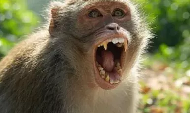 ടെറസിൽ ഇരുന്ന് പഠിക്കുന്നതിനിടെ ഒരു ശബ്ദം; കുരങ്ങൻമാർ കൂട്ടത്തോടെ ഇരച്ചെത്തി പെൺകുട്ടിയെ താഴേക്ക് തള്ളിയിട്ടു; ദാരുണാന്ത്യം; ഞെട്ടിപ്പിക്കുന്ന സംഭവം ബിഹാറിൽ