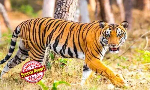 കാണാമറയത്ത് നരഭോജി കടുവ; വയനാട്ടില്‍ നാലിടങ്ങളില്‍ 48 മണിക്കൂര്‍ നിരോധനാജ്ഞ പ്രഖ്യാപിച്ചു; പഞ്ചാരക്കൊല്ലി , മേലേചിറക്കര, പിലാക്കാവ് മൂന്നു റോഡ് ഭാഗം, മണിയംകുന്ന് ഭാഗങ്ങളില്‍ സഞ്ചാര വിലക്ക്; പരീക്ഷയ്ക്കായി വിദ്യാര്‍ഥികള്‍ക്ക് വാഹന സൗകര്യം; കടുവയെ കൊല്ലാന്‍ പത്ത് സംഘങ്ങള്‍