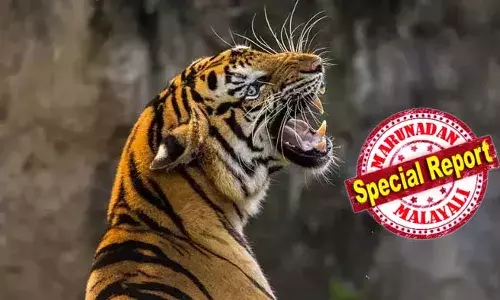 നരഭോജി കടുവക്കായി ഇന്നും തിരച്ചില്‍; വിദ്യാഭ്യാസ സ്ഥാപനങ്ങള്‍ക്ക് അടക്കം അവധി; പഞ്ചാരക്കൊല്ലിയില്‍ മൂന്ന് ഡിവിഷനുകളില്‍ 48 മണിക്കൂര്‍ കര്‍ഫ്യൂ ഏര്‍പ്പെടുത്തി; പി.എസ്.സി പരീക്ഷ അടക്കമുള്ള ആവശ്യങ്ങള്‍ക്ക് പേകേണ്ടവര്‍ക്ക് യാത്രാക്രമീകരണം; ഷൂട്ട് അറ്റ് സൈറ്റ് ഓര്‍ഡര്‍ ഇട്ടതിനാല്‍ കടുവയെ കണ്ടാല്‍ ഉടന്‍ വെടിവെക്കും