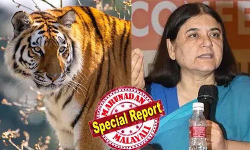 പഞ്ചാരക്കൊല്ലിയിലെ കടുവയെ വെടിവെച്ച് കൊല്ലരുത്; കേരളം പതിവ് പോലെ നിയമം ലംഘിക്കുന്നു; ആനയെയും കടുവയെയും കാട്ടുപന്നിയെയുമൊക്കെ കൊല്ലാനാണ് കേരളീയര്‍ക്ക് ഇഷ്ടം; നരഭോജി കടുവക്ക് വേണ്ടി വാദിച്ചു ബിജെപി നേതാവ് മനേക ഗാന്ധി