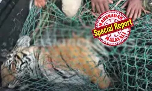 പഞ്ചാരക്കൊല്ലിയിലെ ആളെകൊല്ലി കടുവ ചത്ത നിലയില്‍; കടുവയെ കണ്ടെത്തിയത് പിലാക്കാട് ഭാഗത്ത് ജനവാസ മേഖലയില്‍; കടുവയെ കണ്ടെത്തിയത് 80 അംഗ ആര്‍ആര്‍ടി സംഘം തിരിച്ചില്‍ തുടരവേ; എങ്ങനെ ചത്തു എന്നറിയാന്‍ പോസ്റ്റുമോര്‍ട്ടം വേണം; ആശ്വാസത്തില്‍ നാട്ടുകാര്‍