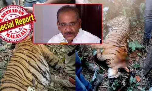 ചത്തത് ഏഴു വയസു പ്രായം തോന്നിക്കുന്ന പെണ്‍കടുവ; വനംവകുപ്പ് വെടിവെച്ചിട്ടില്ല; ശരീരത്തില്‍ കണ്ട ആഴത്തിലുള്ള പരിക്ക് മറ്റൊരു കടുവയുമായുള്ള ഏറ്റുമുട്ടലില്‍; പഞ്ചാരക്കൊല്ലിയിലെ ജനങ്ങള്‍ക്ക് ഇനി സമാധാനമായി ഉറങ്ങാമെന്ന് വനംമന്ത്രി; വയനാട്ടില്‍ സ്‌പെഷ്യല്‍ ഡ്രൈവ് തുടരുമെന്നും എ കെ ശശീന്ദ്രന്‍