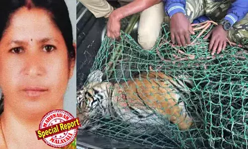 നരഭോജി കടുവയുടെ വയറ്റില്‍ രാധയുടെ വസ്ത്രവും കമ്മലും മുടിയും; മരണകാരണം, കടുവയുടെ കഴുത്തിലുണ്ടായ ആഴമേറിയ മുറിവുകളെന്ന് പോസ്റ്റ്‌മോര്‍ട്ടത്തിലെ പ്രാഥമിക നിഗമനം; ഉള്‍വനത്തില്‍ മറ്റൊരു കടുവയുമായി ഏറ്റുമുട്ടിയപ്പോള്‍ ഉണ്ടായ മുറിവെന്ന് സൂചന