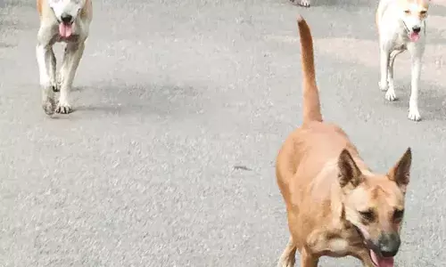 നാലു വയസ്സുകാരനടക്കം മൂന്നു പേര്‍ക്ക് തെരുവുനായുടെ കടിയേറ്റു