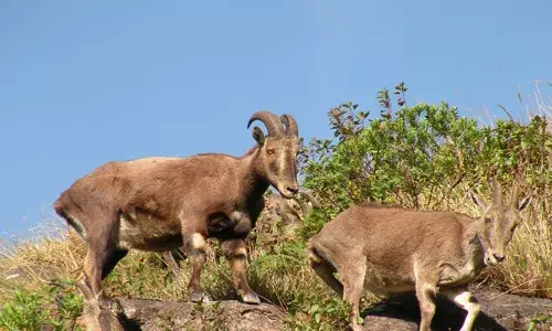 വരയാടുകളുടെ പ്രജനനകാലം തുടങ്ങി; ഇരവികുളം ദേശീയോദ്യാനം ഫെബ്രുവരി ഒന്നു മുതല്‍ അടയ്ക്കും: മാര്‍ച്ച് 31ന് തുറക്കും