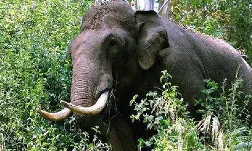 കേരള-കര്‍ണാടക അതിര്‍ത്തിയില്‍ ഏറ്റുമുട്ടി കാട്ടുകൊമ്പന്മാര്‍;  ഒരെണ്ണം ചരിഞ്ഞു