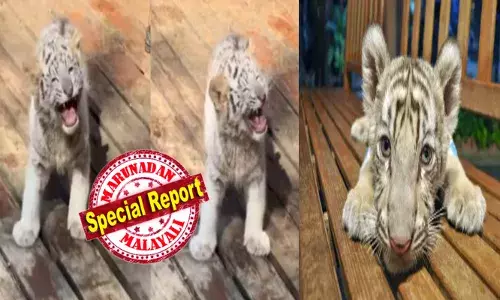 എന്റെ ഡാഡി ഇത് അറിഞ്ഞാൽ ഉണ്ടല്ലോ...; മൃഗശാലയിൽ സന്ദർശകരുടെ ഒഴുക്ക്; ഭയങ്കര ബഹളം; കൂട്ടിലിരുന്ന് ഉറക്കം കിട്ടാതെ പര പര നോക്കി കുഞ്ഞികടുവ; ദേഷ്യം സഹിക്കാൻ കഴിയാതെ കുട്ടൻ ഉച്ചത്തിൽ അലറി വിളിച്ചു; രസിപ്പിക്കുന്ന ദൃശ്യങ്ങൾ പുറത്ത്; സോ..ക്യൂട്ടെന്ന് കണ്ടുനിന്നവർ; കുട്ടി വെള്ളക്കടുവ സഞ്ചാരികളെ ഒന്ന് വിറപ്പിക്കാൻ നോക്കിയപ്പോൾ നടന്നത്!