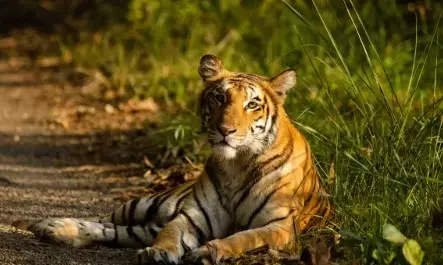 കൊല്ലത്ത് വന്യജീവി ആക്രമണം; പശുവിനെ കടിച്ചുകൊന്ന നിലയിൽ; പിന്നിൽ പുലിയെന്ന് കർഷകർ; കടുത്ത ഭീതി; പുറത്തിറങ്ങാൻ പേടിച്ച് നാട്ടുകാർ; വനംവകുപ്പ് സ്ഥലത്തെത്തി; നിരീക്ഷണം ശക്തം