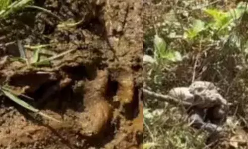 പുറത്ത് മേയാൻ വിട്ട ആടിനെ കാണാനില്ല; തപ്പിയിറങ്ങി ഉടമ; നീണ്ട തിരച്ചിലിനൊടുവിൽ കണ്ടത്; കടിച്ചു പിച്ചി ചീന്തിയ നിലയിൽ ആടിന്റെ ജഡം;സമീപത്ത് ദുരൂഹത നിറച്ച് കാൽപ്പാടുകൾ; ഭീതിയിൽ നാട്ടുകാർ