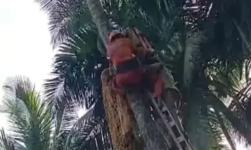 തെങ്ങ് കയറ്റ യന്ത്രത്തിന്റെ സേഫ്റ്റി ബെല്‍റ്റ് പൊട്ടി; തൊഴിലാളി തെങ്ങില്‍ തൂങ്ങിക്കിടന്നത് രണ്ട് മണിക്കൂറോളം: താഴെയിറക്കിയത് അഗ്നിരക്ഷാസേന എത്തി