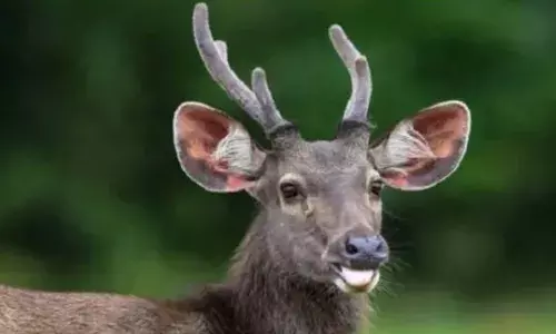 മ്ലാവിനെ വേട്ടയാടി പിടികൂടി ഇറച്ചി വില്‍പ്പന നടത്തിയ പ്രതി പിടിയില്‍