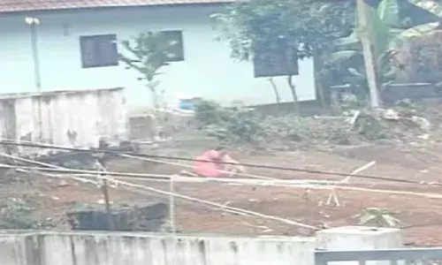 വള്ളികുന്നത്ത് പേപ്പട്ടിയുടെ കടിയേറ്റ് നാലുപേര്‍ക്ക് ഗുരുതര പരിക്ക്; വീട്ടമ്മയുടെ മുഖത്തും ചുണ്ടിലും കടിയേറ്റു; വളര്‍ത്തുമൃഗങ്ങളെയും ആക്രമിച്ചു