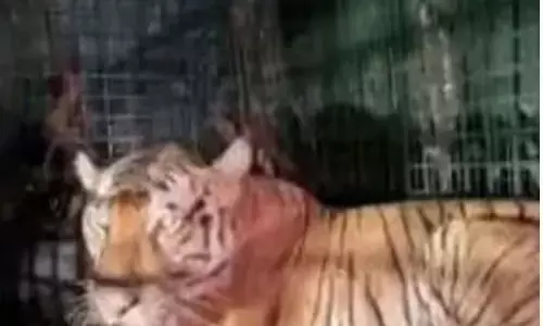 വയനാടിനെ വിറപ്പിച്ച പെൺകടുവയെ തിരുവനന്തപുരത്തേക്ക് വണ്ടികയറ്റി; തലസ്ഥാനത്ത് അഭയം; മൃഗശാലയിൽ എത്തിക്കും; പരിക്കേറ്റ എട്ടുവയസുകാരിക്ക് സുഖ ചികിത്സ നൽകാനും തീരുമാനം