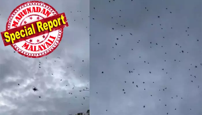 ആകാശത്ത് നിന്ന് താഴേക്കിറങ്ങി ചിലന്തികള്; കണ്ടാല് ചിലന്തിമഴ പെയ്യുന്നതുപോലെ; കുറേയധികം ചിലന്തികള് വലിപ്പമേറിയ വലയില് ഒന്നിച്ചെത്തിയതാണ് കാരണമെന്ന് വിദ്ഗധര്; സംഭവം ബ്രസീലില്; നിമിഷ നേരംകൊണ്ട് സമൂഹമാധ്യമങ്ങളില് വൈറലായി വീഡിയേ ആകാശത്ത് നിന്ന് താഴേക്കിറങ്ങി ചിലന്തികള്; കണ്ടാല് ചിലന്തിമഴ പെയ്യുന്നതുപോലെ; കുറേയധികം ചിലന്തികള് വലിപ്പമേറിയ വലയില് ഒന്നിച്ചെത്തിയതാണ് കാരണമെന്ന് വിദ്ഗധര്; സംഭവം ബ്രസീലില്; നിമിഷ നേരംകൊണ്ട് സമൂഹമാധ്യമങ്ങളില് വൈറലായി വീഡിയേ