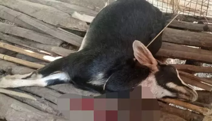 തിരുനെല്ലി കോട്ടയൂരില് പുള്ളിപ്പുലിയുടെ ആക്രമണത്തില് ഒരാട് ചത്തു; മറ്റൊരാടിന് ഗുരുതര പരിക്ക് തിരുനെല്ലി കോട്ടയൂരില് പുള്ളിപ്പുലിയുടെ ആക്രമണത്തില് ഒരാട് ചത്തു; മറ്റൊരാടിന് ഗുരുതര പരിക്ക്