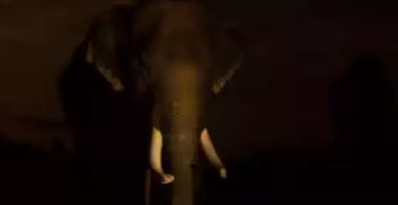 എച്ചിപ്പാറയിൽ വീടിന് നേരെ കാട്ടാന ആക്രമണം; രാത്രിയിൽ വൻ ശബ്ദം കേട്ട് ഞെട്ടി ഉണർന്ന് വീട്ടുകാർ; ജനൽ അടക്കം തക‍ർത്തെറിഞ്ഞ് കലി; കുടുംബം രക്ഷപ്പെട്ടത് തലനാരിഴയ്ക്ക്