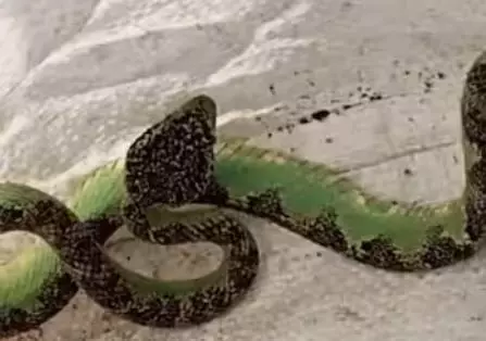 കാപ്പി പറിക്കുന്നതിനിടെ പാമ്പ് കടിയേറ്റു; ആദ്യമൊന്ന് പതറി; പാമ്പിനെ ചാടിപ്പിടിച്ച് ചാക്കിലാക്കി ധൈര്യം; കടിച്ച അതിഥിയെയും കൊണ്ട് ആശുപത്രിയിൽ ചികിത്സക്കെത്തി തൊഴിലാളി