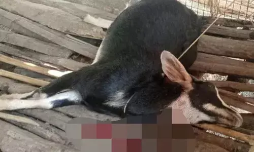 തിരുനെല്ലി കോട്ടയൂരില്‍ പുള്ളിപ്പുലിയുടെ ആക്രമണത്തില്‍ ഒരാട് ചത്തു; മറ്റൊരാടിന് ഗുരുതര പരിക്ക്