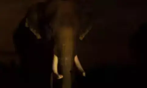 എച്ചിപ്പാറയിൽ വീടിന് നേരെ കാട്ടാന ആക്രമണം; രാത്രിയിൽ വൻ ശബ്ദം കേട്ട് ഞെട്ടി ഉണർന്ന് വീട്ടുകാർ; ജനൽ അടക്കം തക‍ർത്തെറിഞ്ഞ് കലി; കുടുംബം രക്ഷപ്പെട്ടത് തലനാരിഴയ്ക്ക്