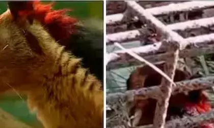 ഒന്ന് അടങ്ങ് മോനെ..; വനംവകുപ്പ് ജീവനക്കാർ വളർത്തിയ മലയണ്ണാൻ പുറത്തുചാടി; നാട്ടുകാർക്ക് വൻ ശല്യം; പുറത്തിറങ്ങിയാൽ കടി ഉറപ്പ്; ഏരിയ മുഴുവൻ കീഴടക്കി കുട്ടൻ; ഒടുവിൽ വലയിൽ കുടുങ്ങി