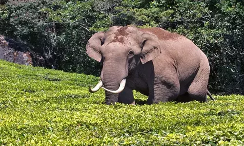 പടയപ്പ മദപ്പാടിലെന്ന് വനം വകുപ്പ്; ആനയെ നിരീക്ഷിക്കാന്‍ പ്രത്യേക വാച്ചര്‍മാര്‍
