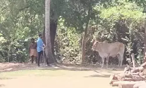 ആറ്റിങ്ങലില്‍ കശാപ്പിനായി കൊണ്ടുവന്ന കാള വിരണ്ടോടി; വീട്ടമ്മയെ കുത്തി വീഴ്ത്തി